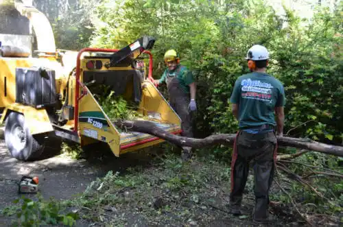 tree services Santa Margarita